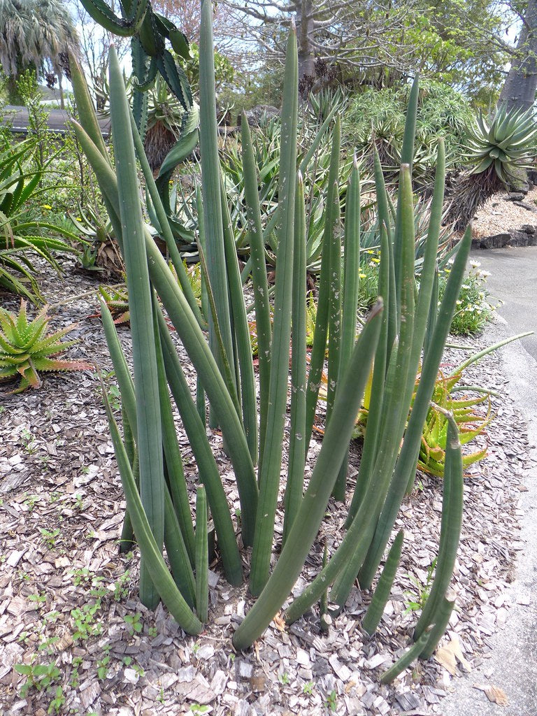 Sansevieria cylindrica - dente di Facocero (Vaso 20 cm)