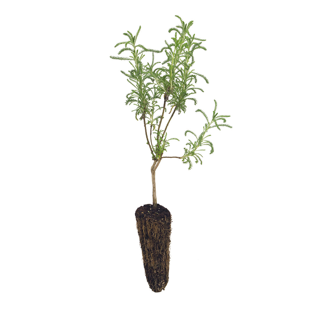 Santolina etrusca - santolina etrusca (Alveolo forestale)