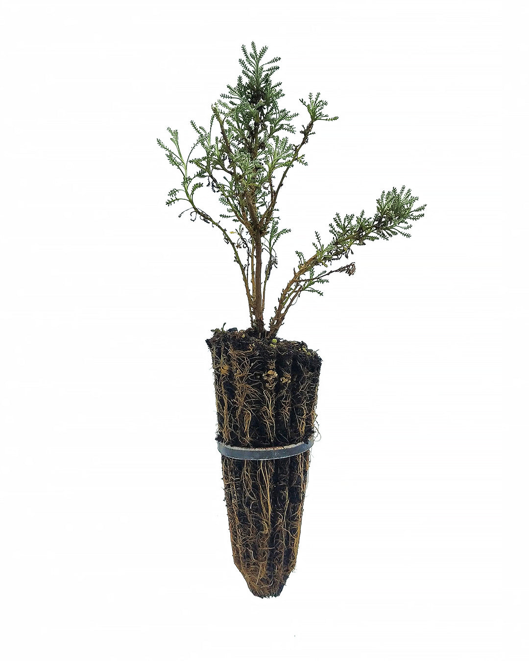 40x Santolina chamaecyparissus - santolina (Offerta 40 Alveoli forestali)