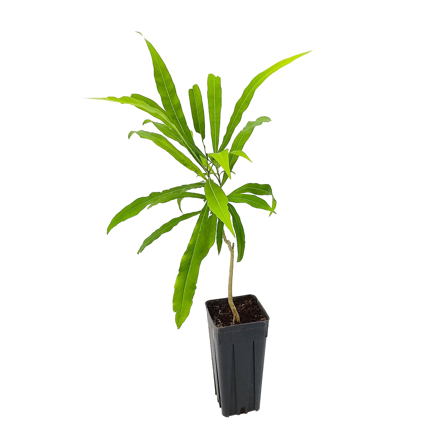 Sapindus saponaria - albero del sapone (Vaso quadro 9x9x20 cm)