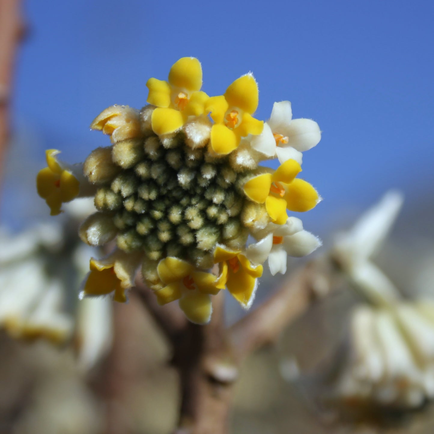 Edgeworthia chrysantha - (Vaso quadro 12x12x20 cm)