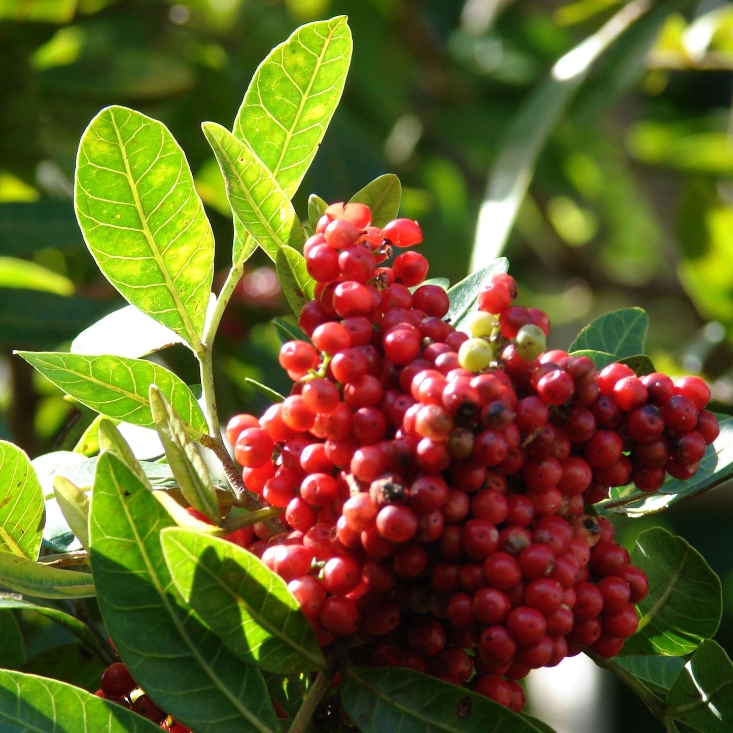 Schinus terebinthifolius - pepe brasiliano (Alveolo forestale)