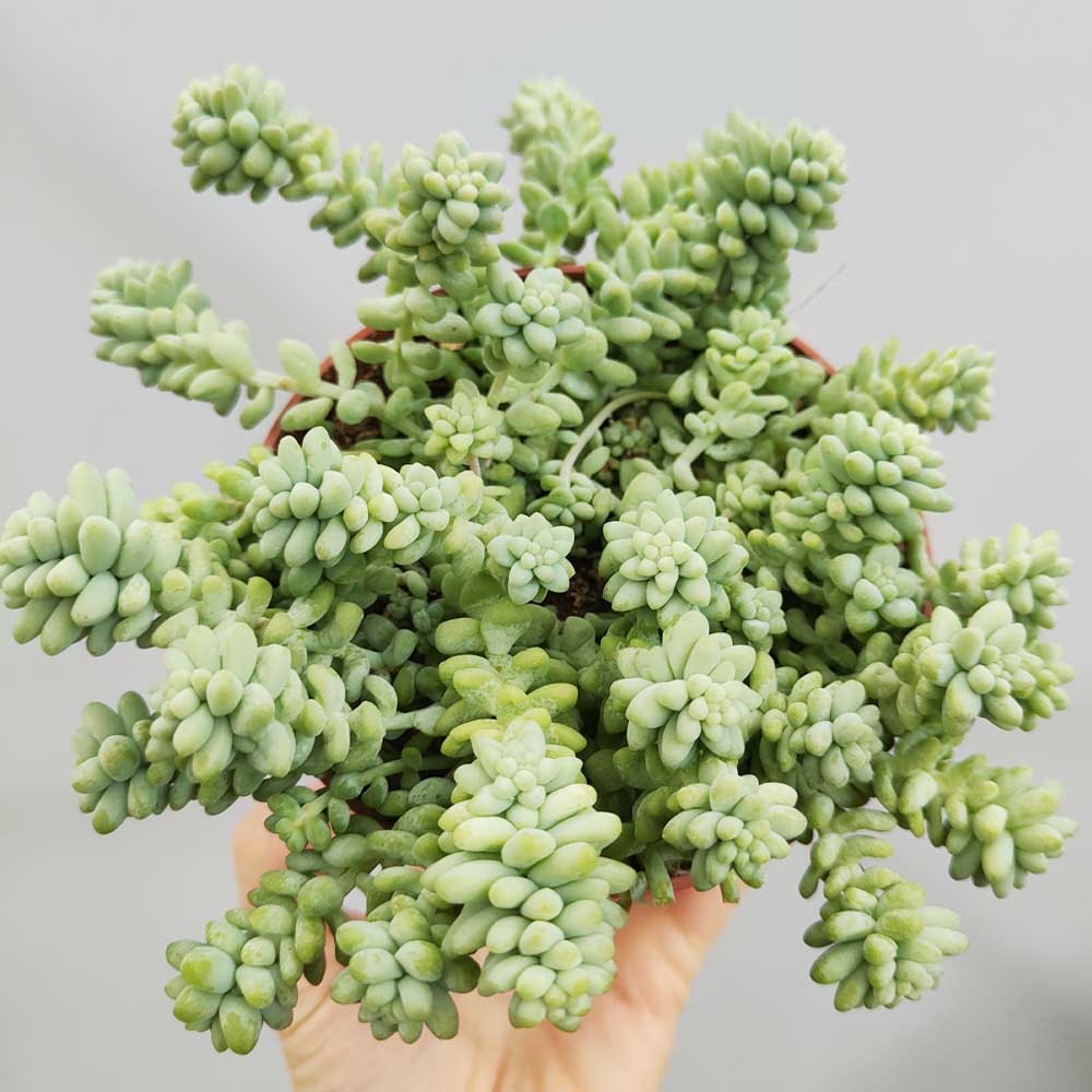 Sedum morganianum var. burrito - coda d'asino (Pianta da seminiera)