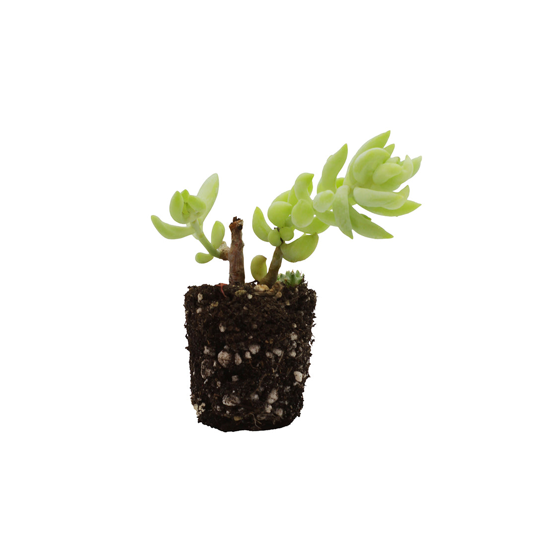 Sedum morganianum (Pianta da seminiera)