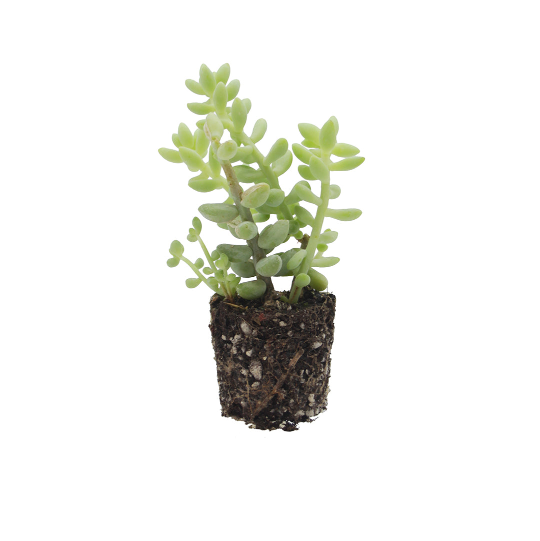 Sedum morganianum var. burrito - coda d'asino (Pianta da seminiera)
