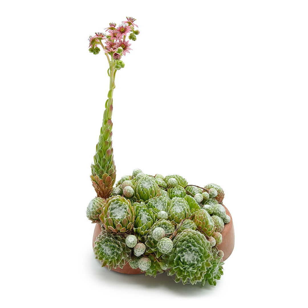 Sempervivum arachnoideum - rosetta del ragno (1 pianta a radice nuda)