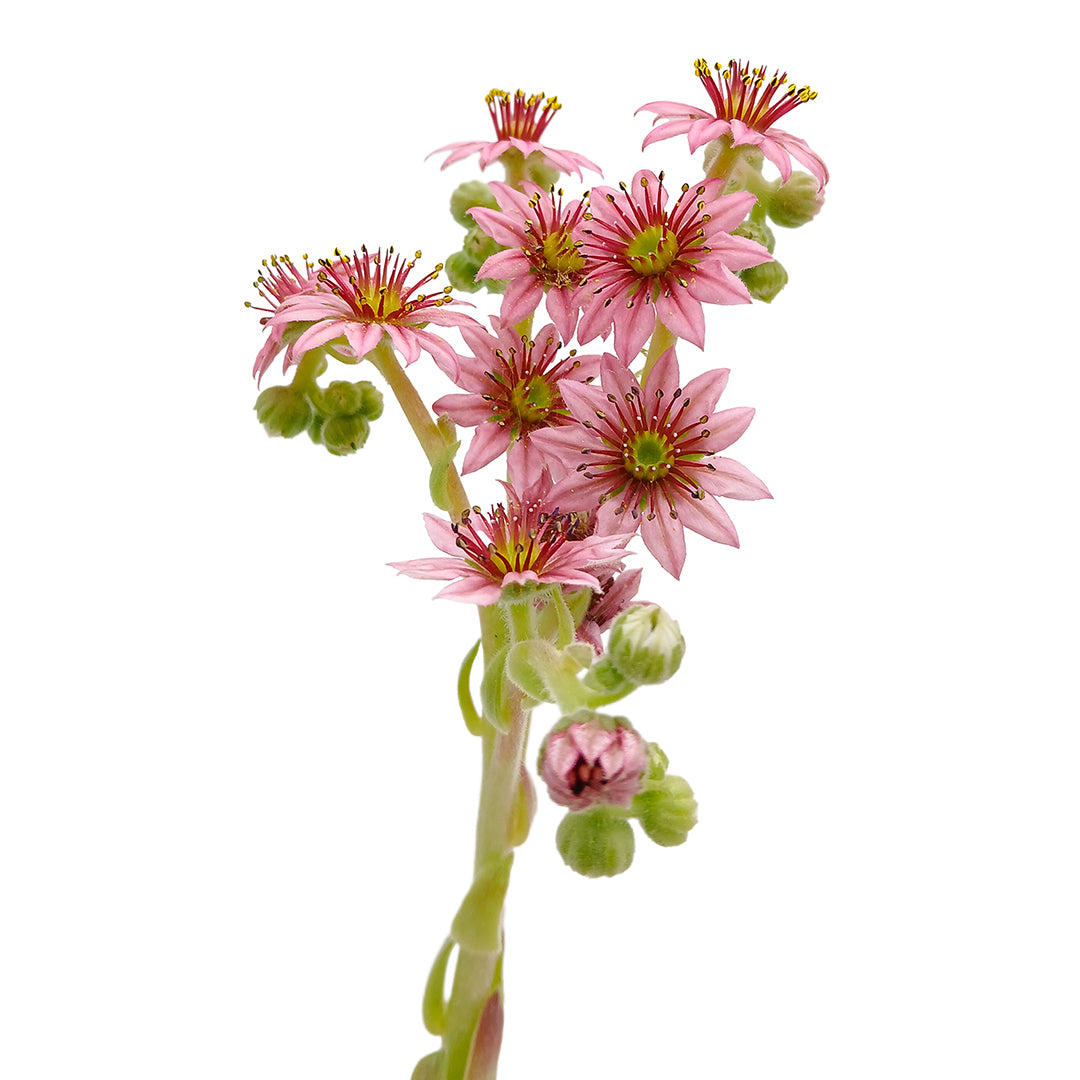 Sempervivum arachnoideum - rosetta del ragno (1 pianta a radice nuda)