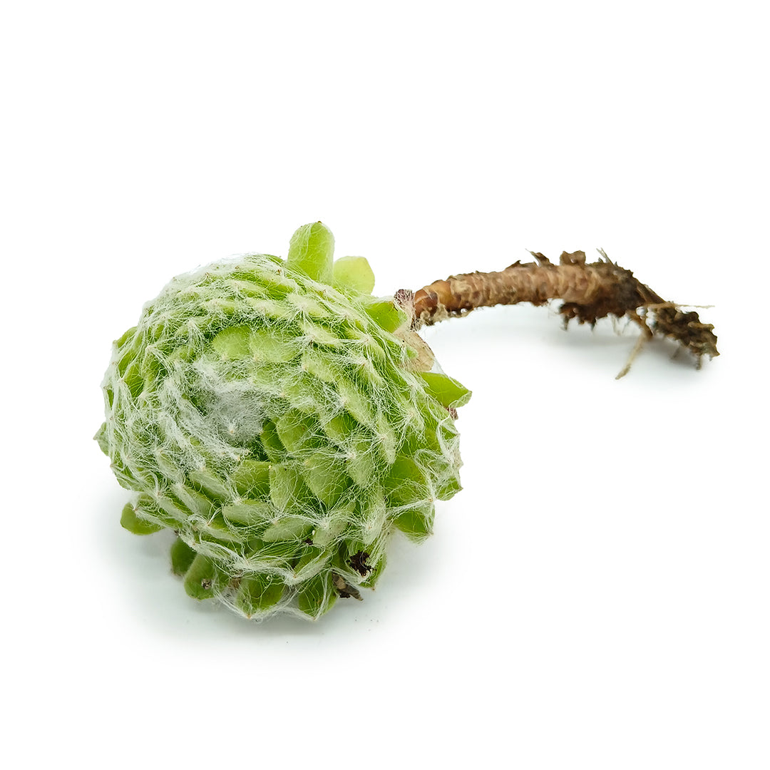 Sempervivum arachnoideum - rosetta del ragno (1 pianta a radice nuda)