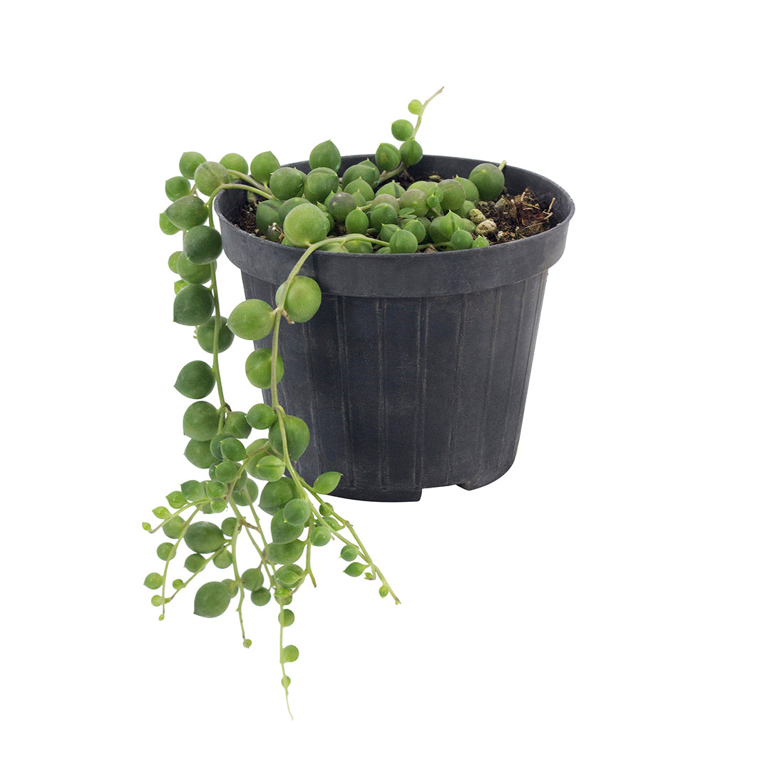 Senecio rowleyanus - rosary plant, peas (10 cm pot)