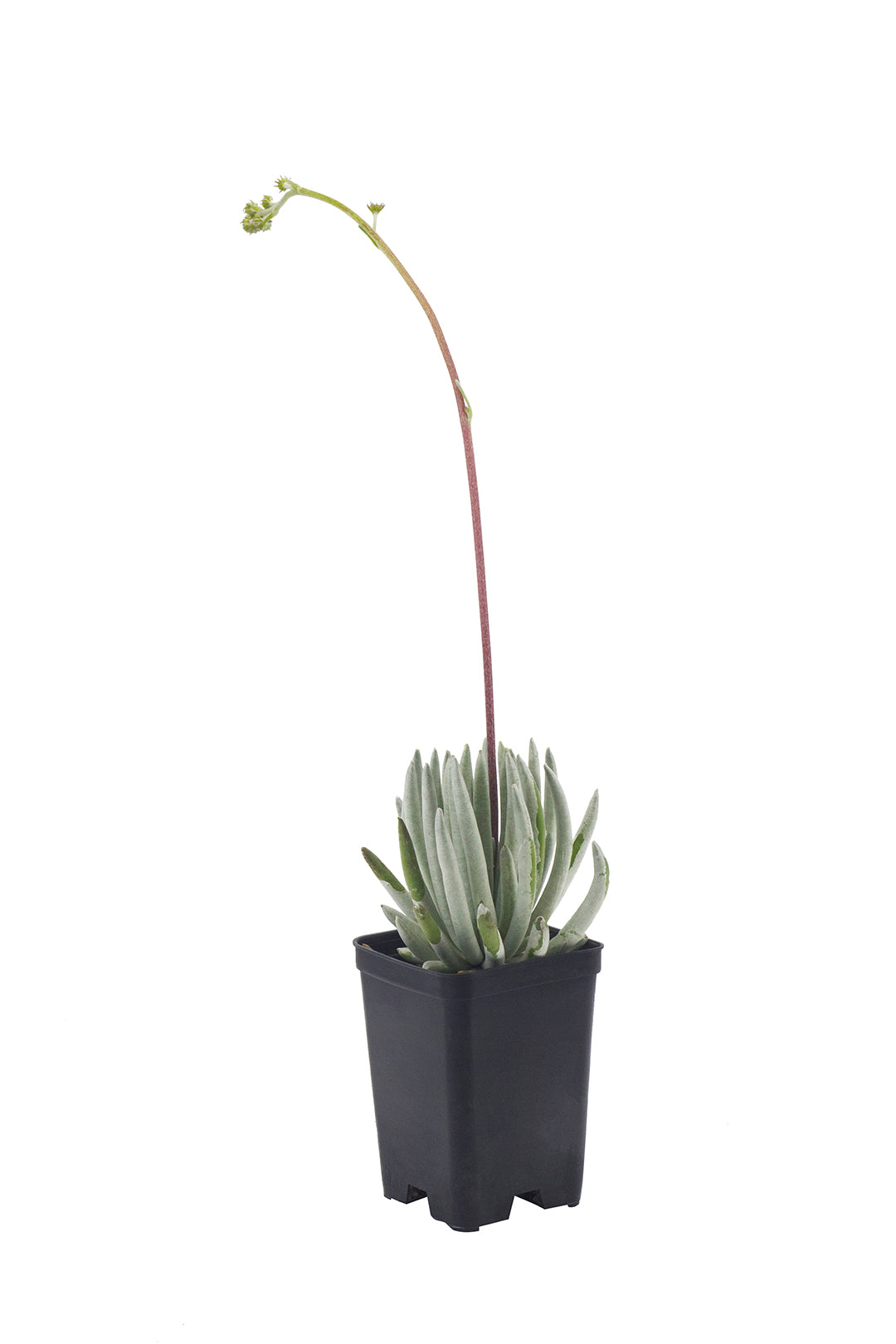 Senecio scaposus - Woolly senecio (Vaso quadro 7x7x10 cm)p