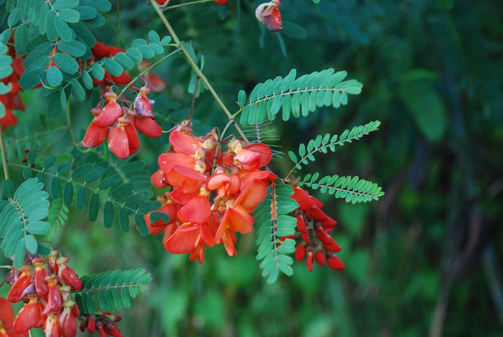 Sesbania punicea - albero dei sonagli (Alveolo forestale)