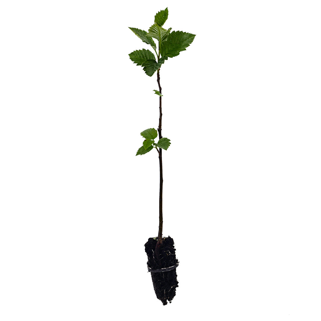 Sorbus aria - sorbo montano (Alveolo forestale)
