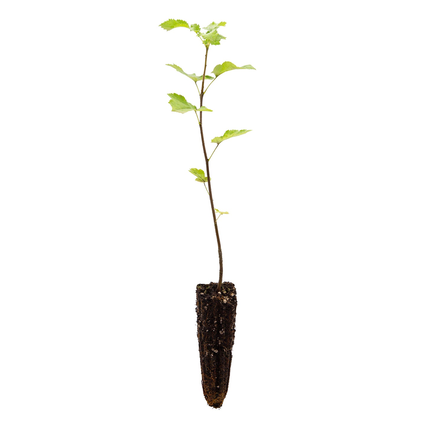 Sorbus torminalis - ciavardello (Alveolo forestale)