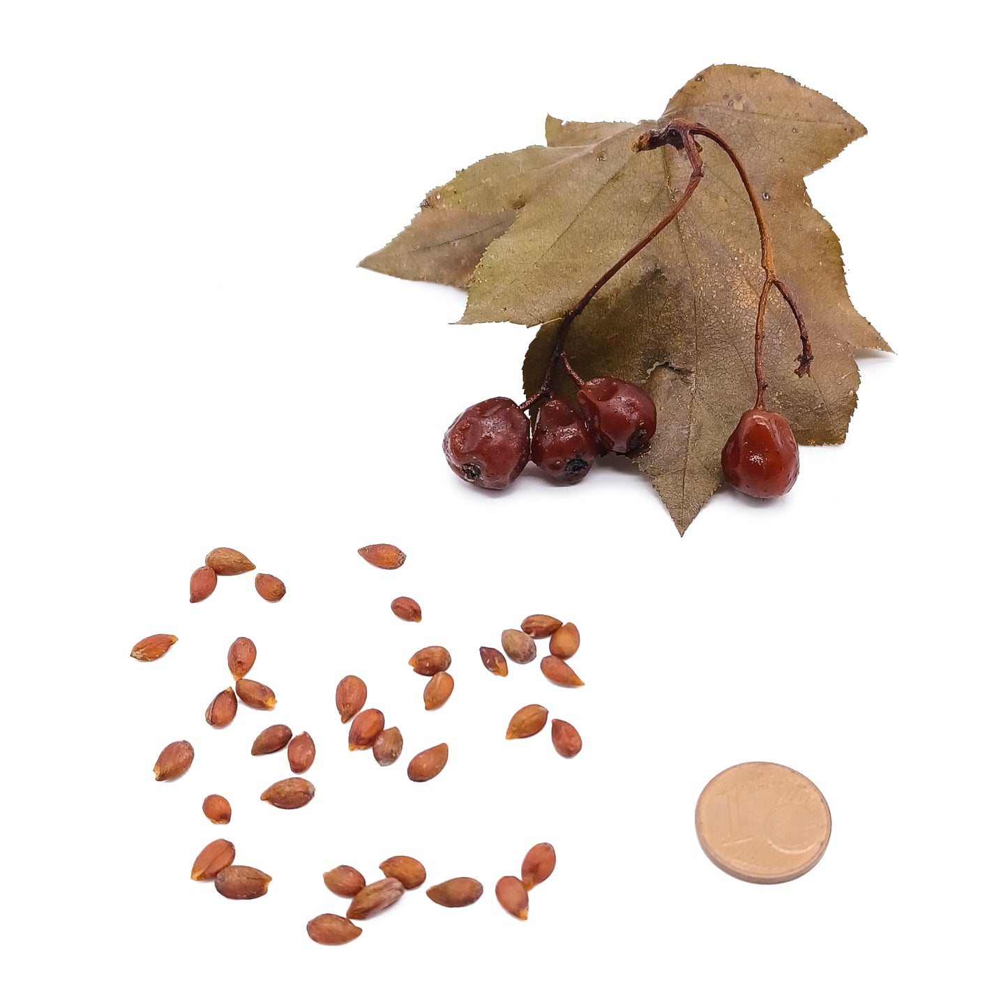 Sorbus torminalis - Ciavardello (Semi)