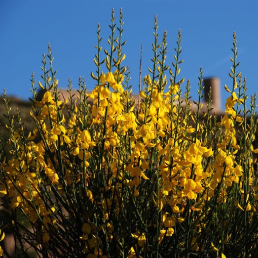 Spartium junceum - ginestra odorosa (Alveolo forestale)