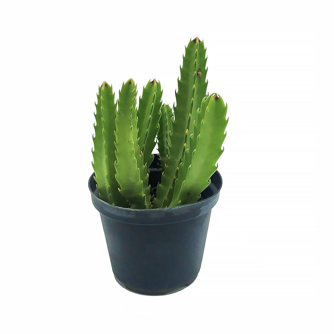 Stapelia hirsuta - stapelia a fiori rossi (Vaso 10 cm)