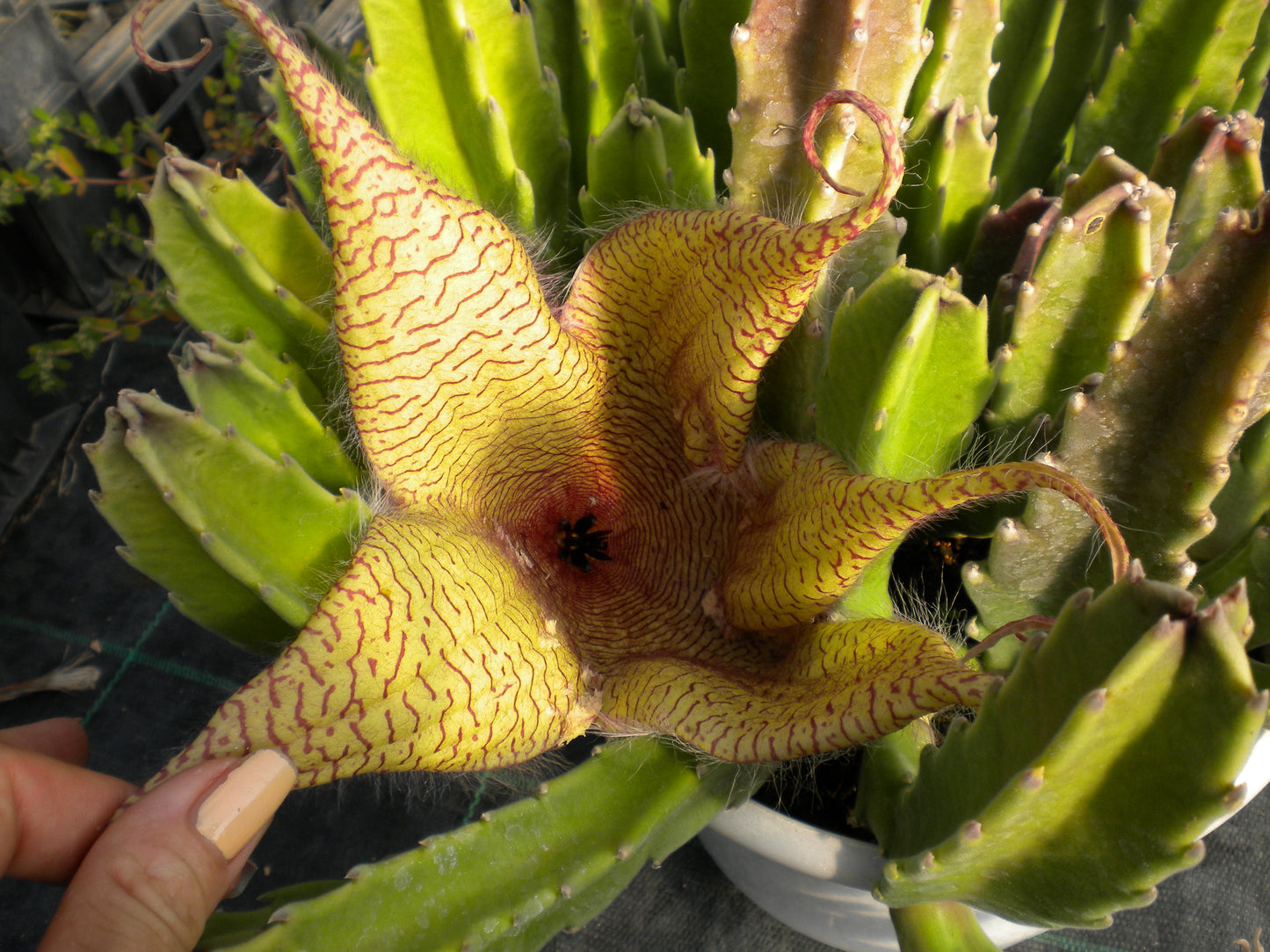 Stapelia gigantea - stapelia a fiori grandi (Vaso 10 cm)