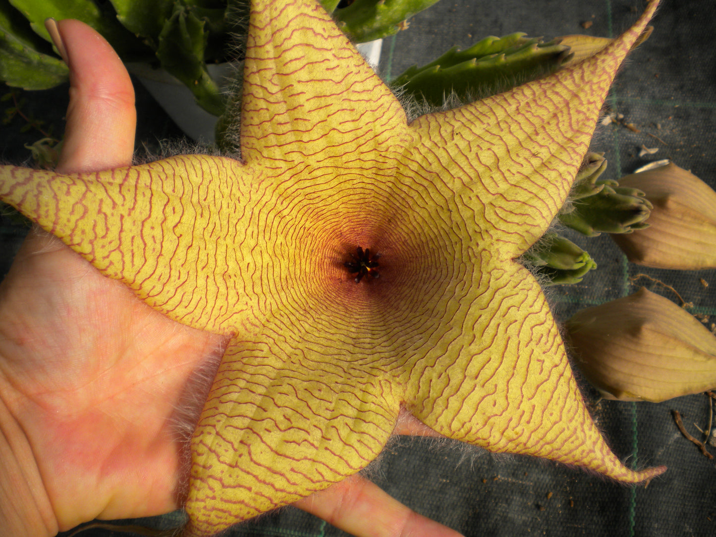 Stapelia gigantea - stapelia a fiori grandi (Vaso 10 cm)