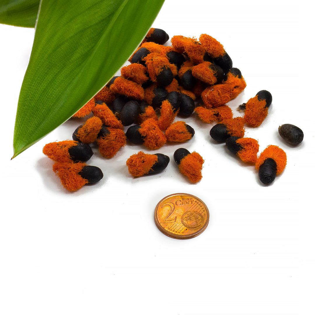 Strelitzia reginae - bird of paradise - (5 Seeds)