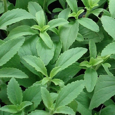 Stevia rebaudiana - stevia (1 confezione)
