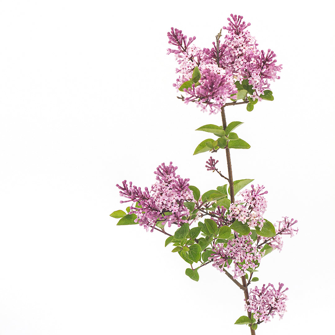 Syringa vulgaris fiore lilla - lillà (Alveolo forestale)