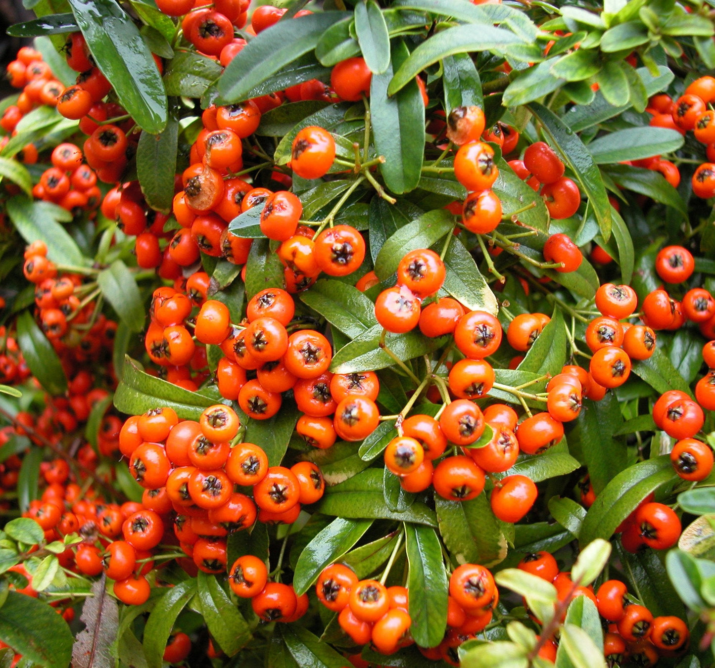 40x Pyracantha coccinea - firethorn (Offer 40 Forest Alveoli)