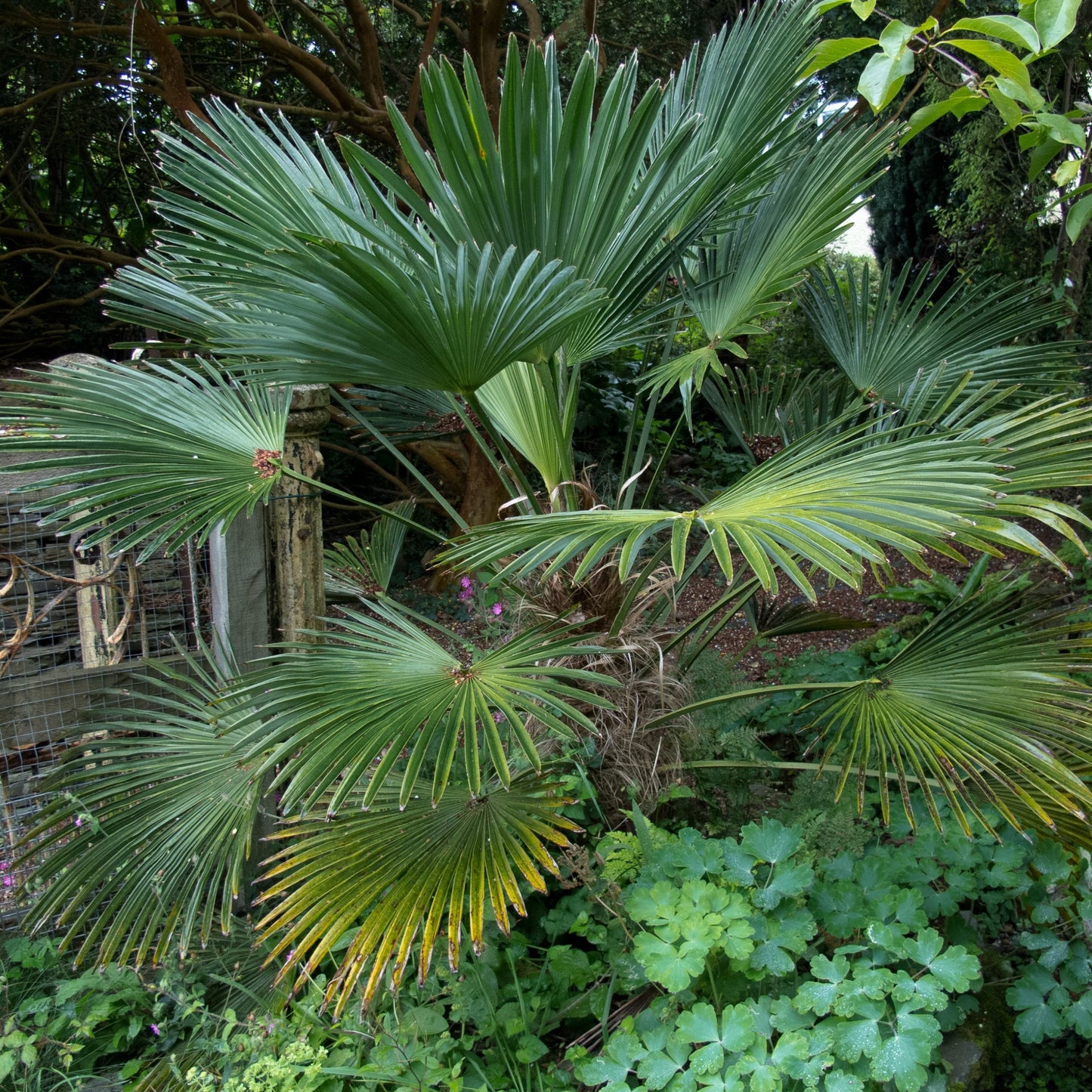 Trachycarpus wagnerianus - Chinese Wagner palm (Forest palm)
