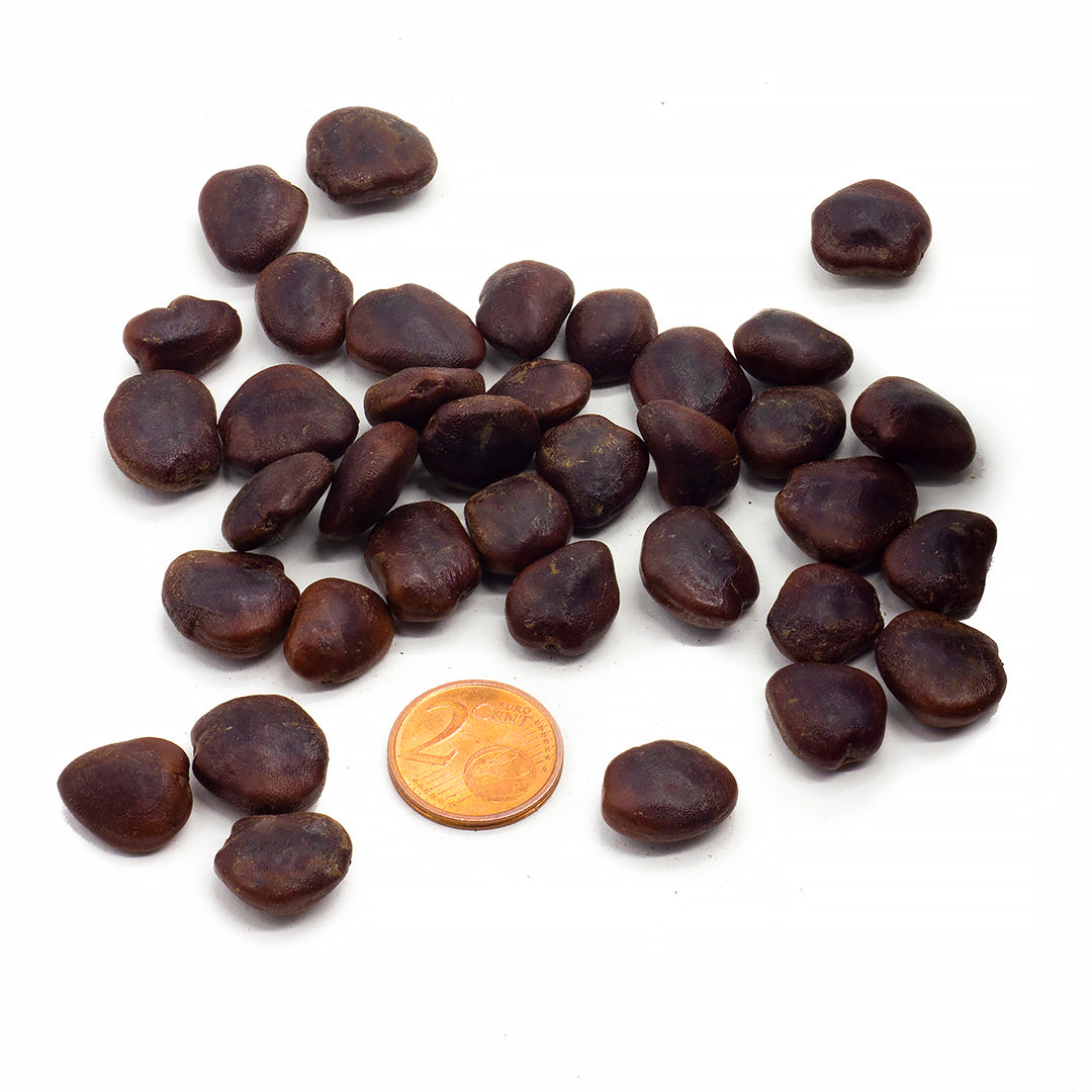 Tamarindus indica - tamarindo - 10 Semi