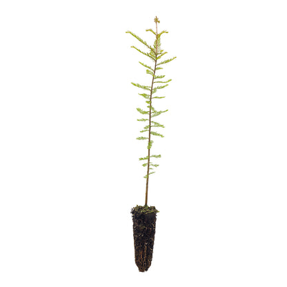 Taxodium distichum - cipresso calvo (Alveolo forestale)