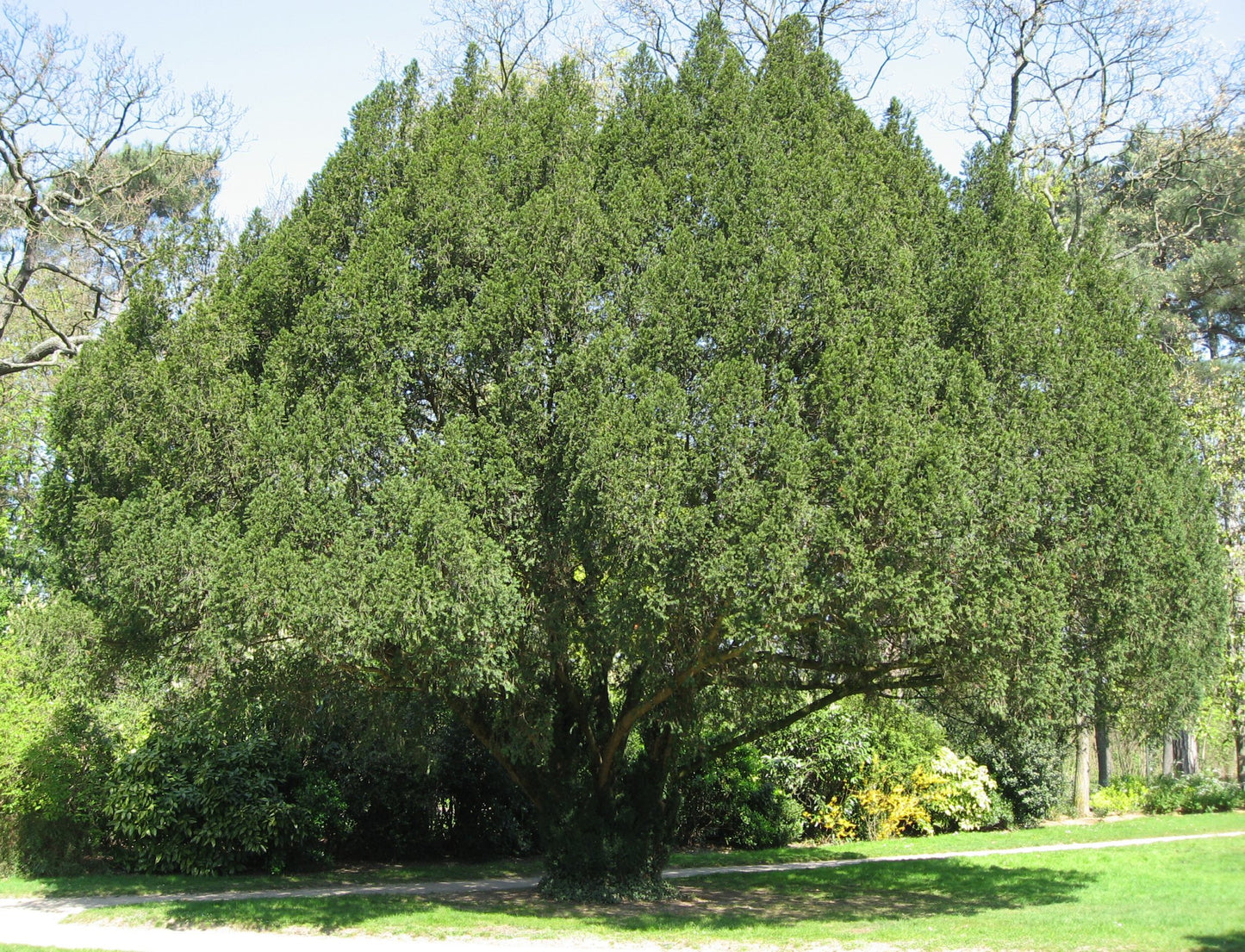 Taxus Baccata - Tasso (Alveolo Forestale)