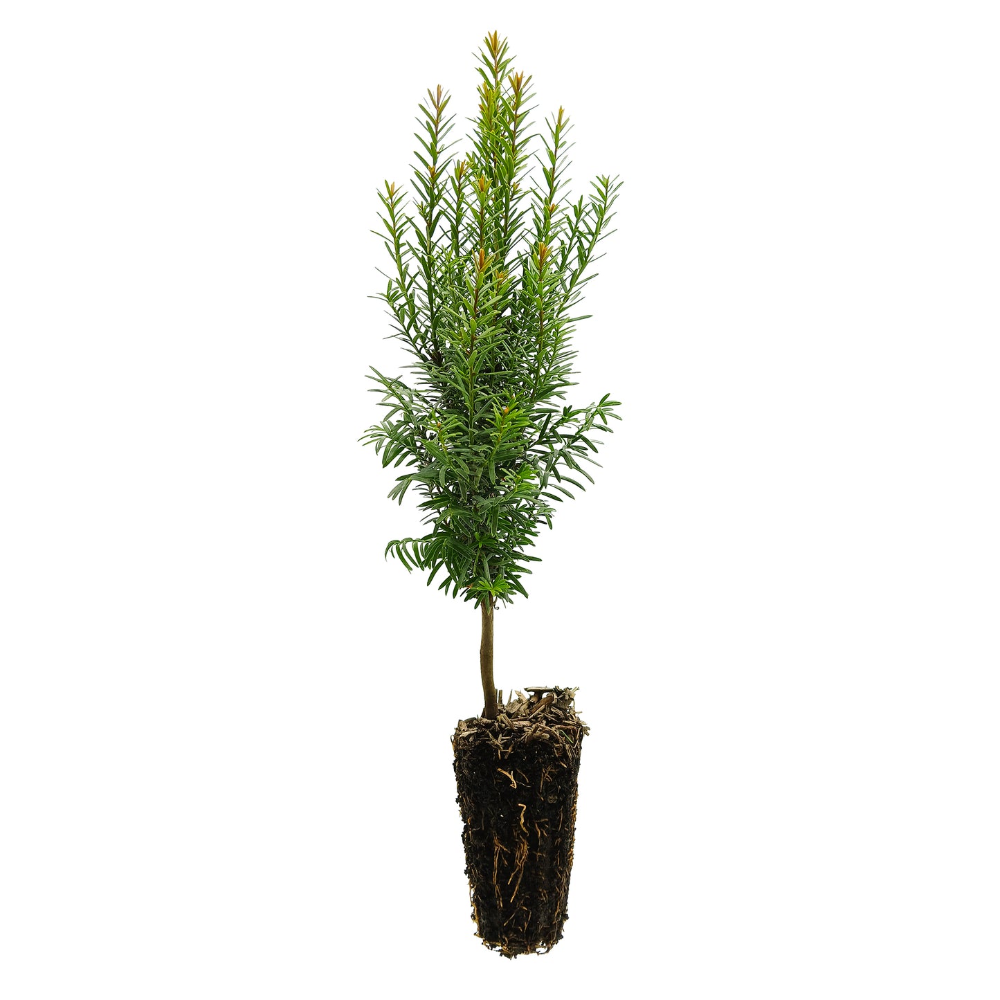 Taxus Baccata - Tasso (Alveolo Forestale)
