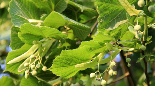 Tilia platyphyllos - tiglio comune (Vaso quadro 9x9x20 cm)