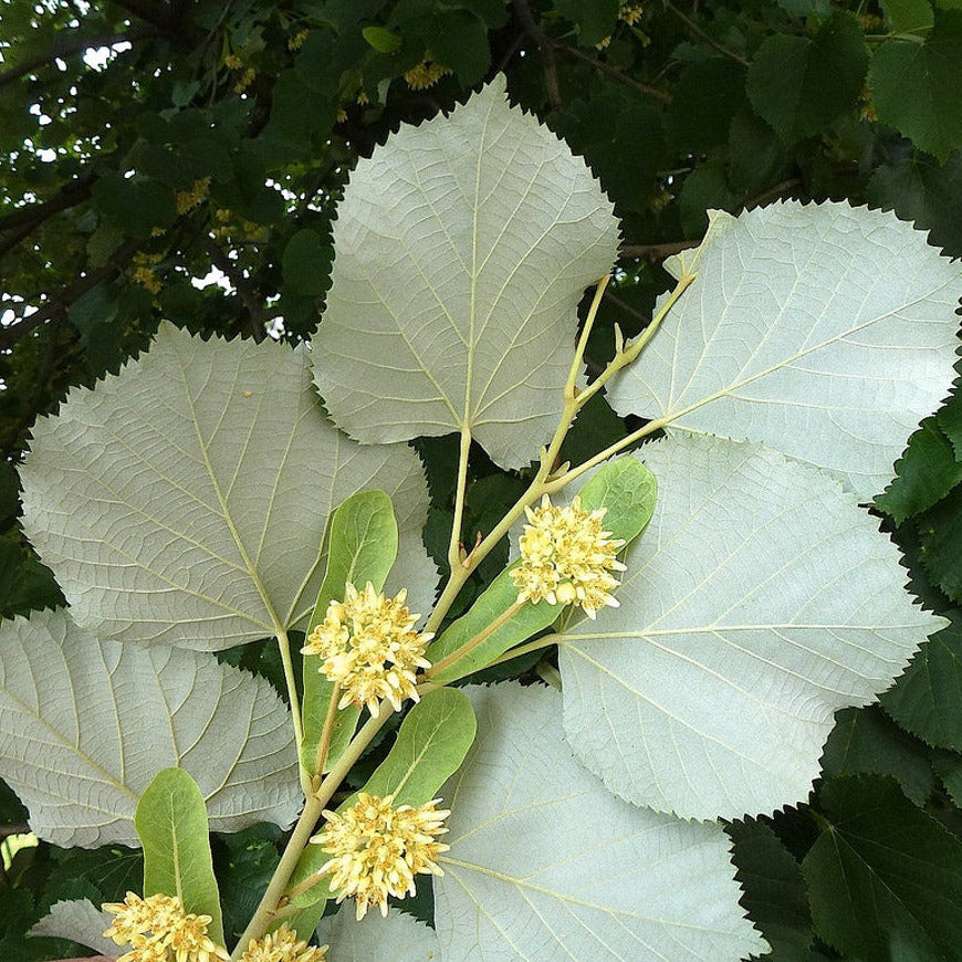 Tilia tomentosa - tiglio argentato (Alveolo forestale)