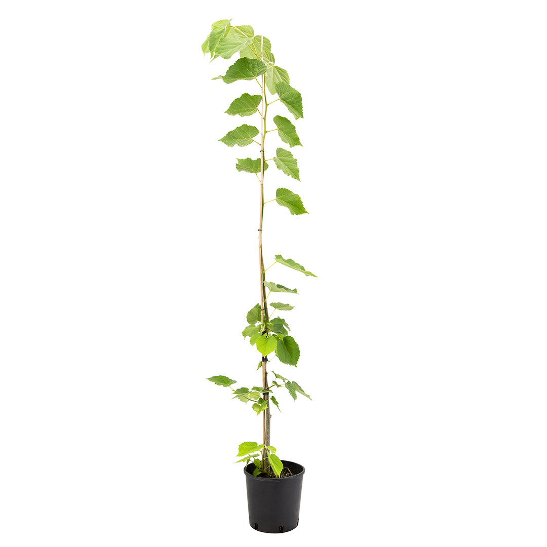 Tilia tomentosa - tiglio argentato (Vaso 18 cm)