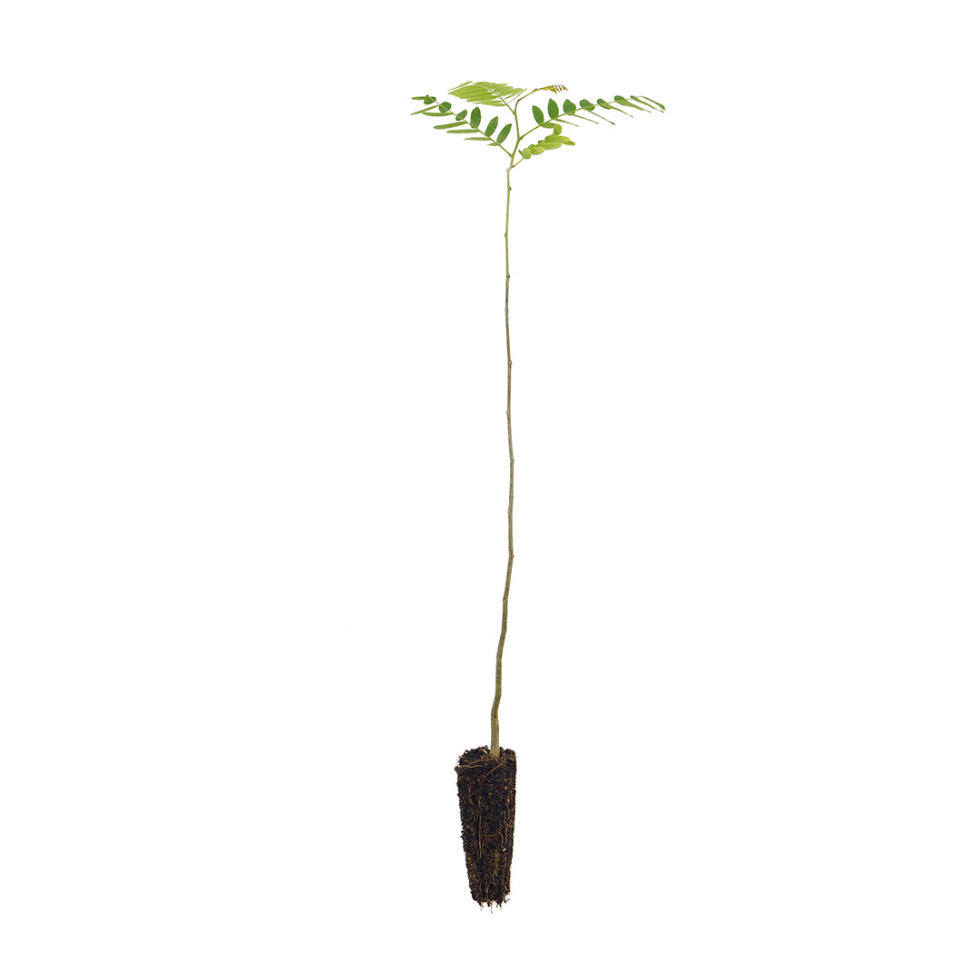Tipuana tipu - tipa, palo rosa (Alveolo forestale)
