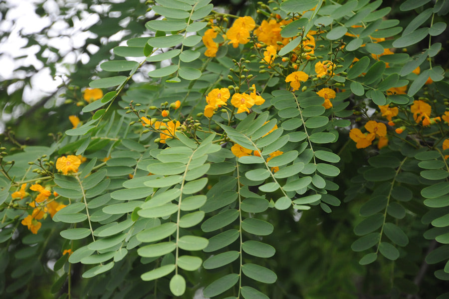 Tipuana tipu - tipa, palo rosa (Alveolo forestale)