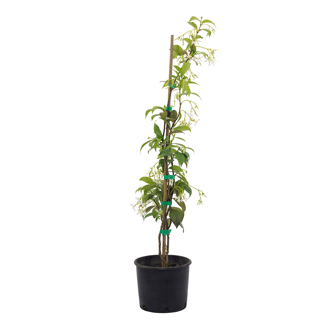 Trachelospermum (sin. Rhyncospermum) jasminoides - falso gelsomino (Vaso 15 cm)
