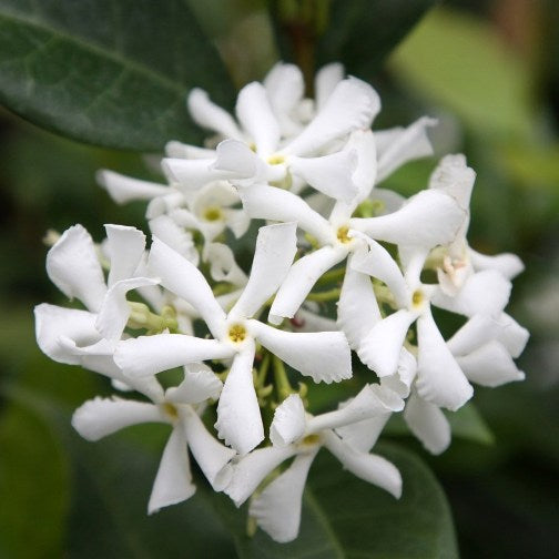 Trachelospermum (sin. Rhyncospermum) jasminoides - falso gelsomino (Vaso quadro 7x7x8 cm)