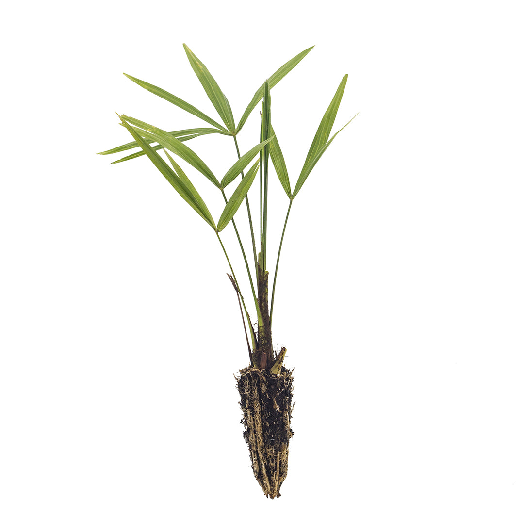 Trachycarpus fortunei - Chinese palm (Forest palm)