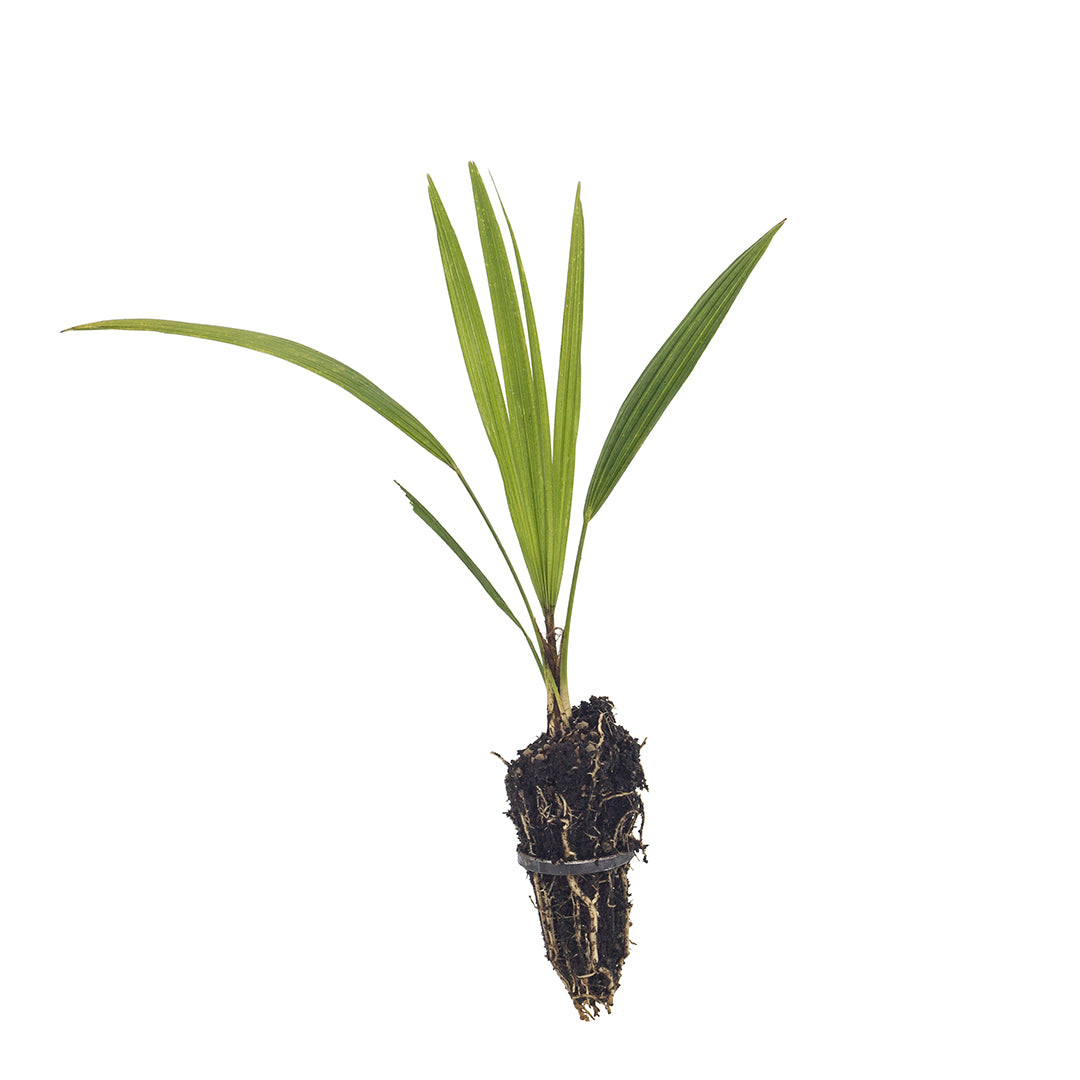 Trachycarpus wagnerianus - Chinese Wagner palm (Forest palm)
