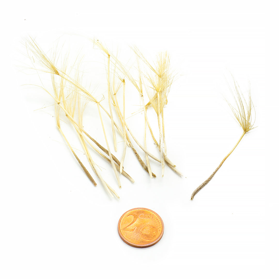 Tragopogon porrifolius - giant dandelion (15 seeds)