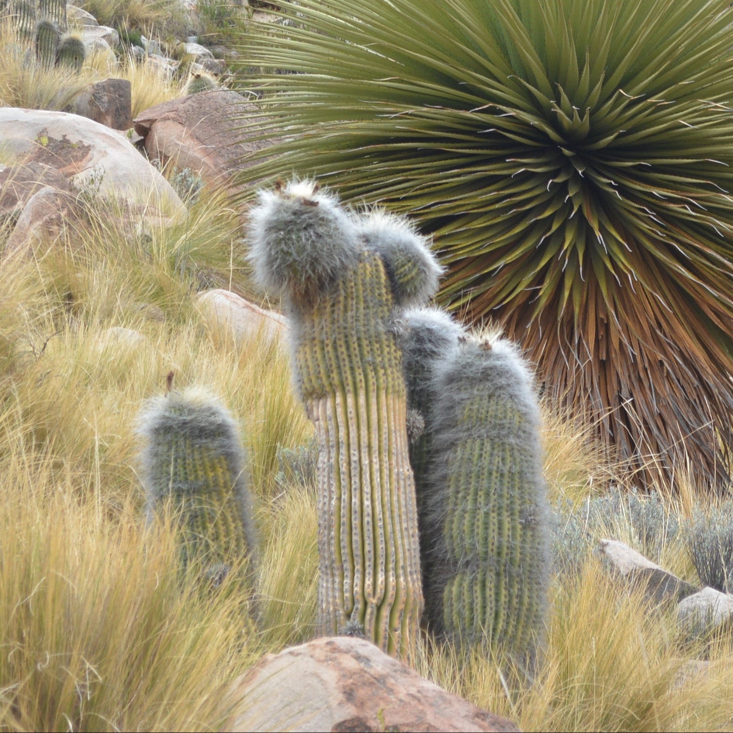 Trichocereus bertramianus VivaiMDB pianta grassa