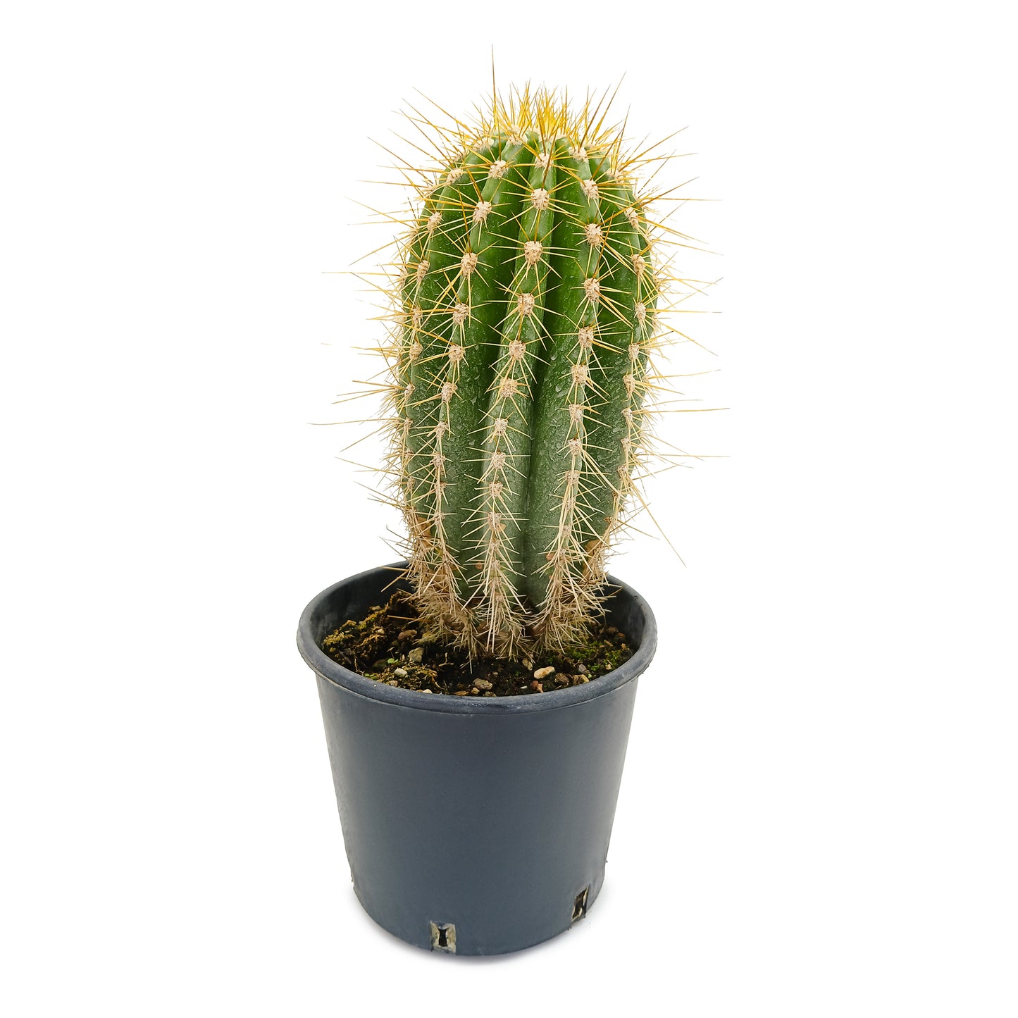 Trichocereus bertramianus - Comanche oak from Bolivia (Pot 18 cm)