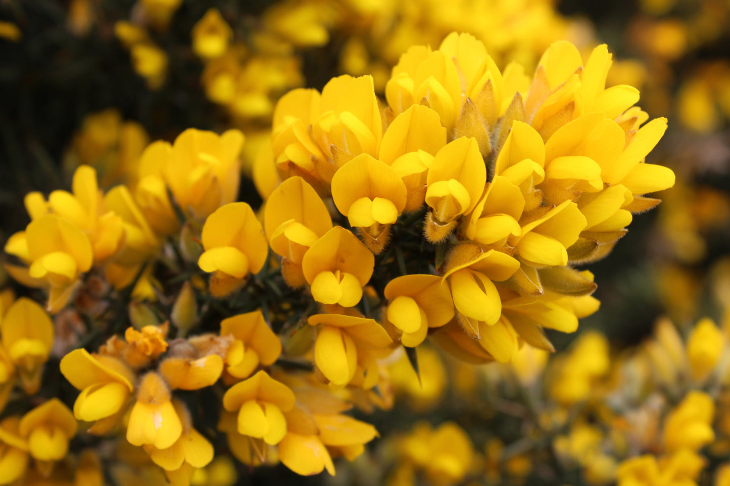 Ulex europaeus - ginestrone (Alveolo forestale)