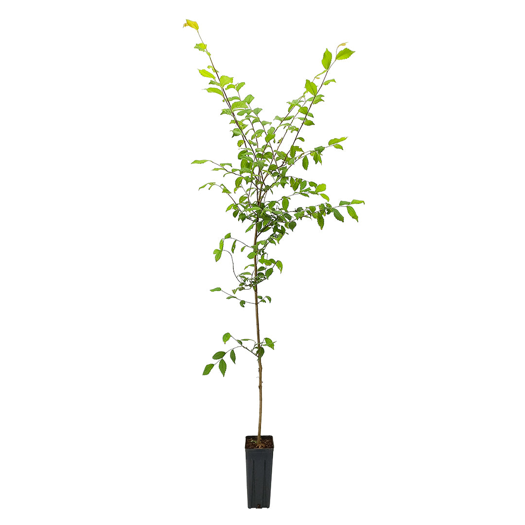 Ulmus pumila - olmo siberiano (Vaso quadro 9x9x20 cm)