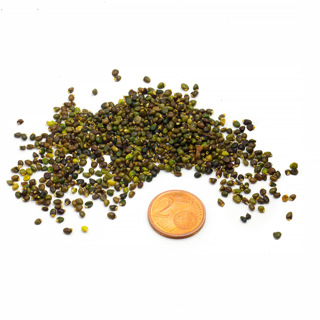 Ulex europaeus - gorse - Seeds 0.2gr