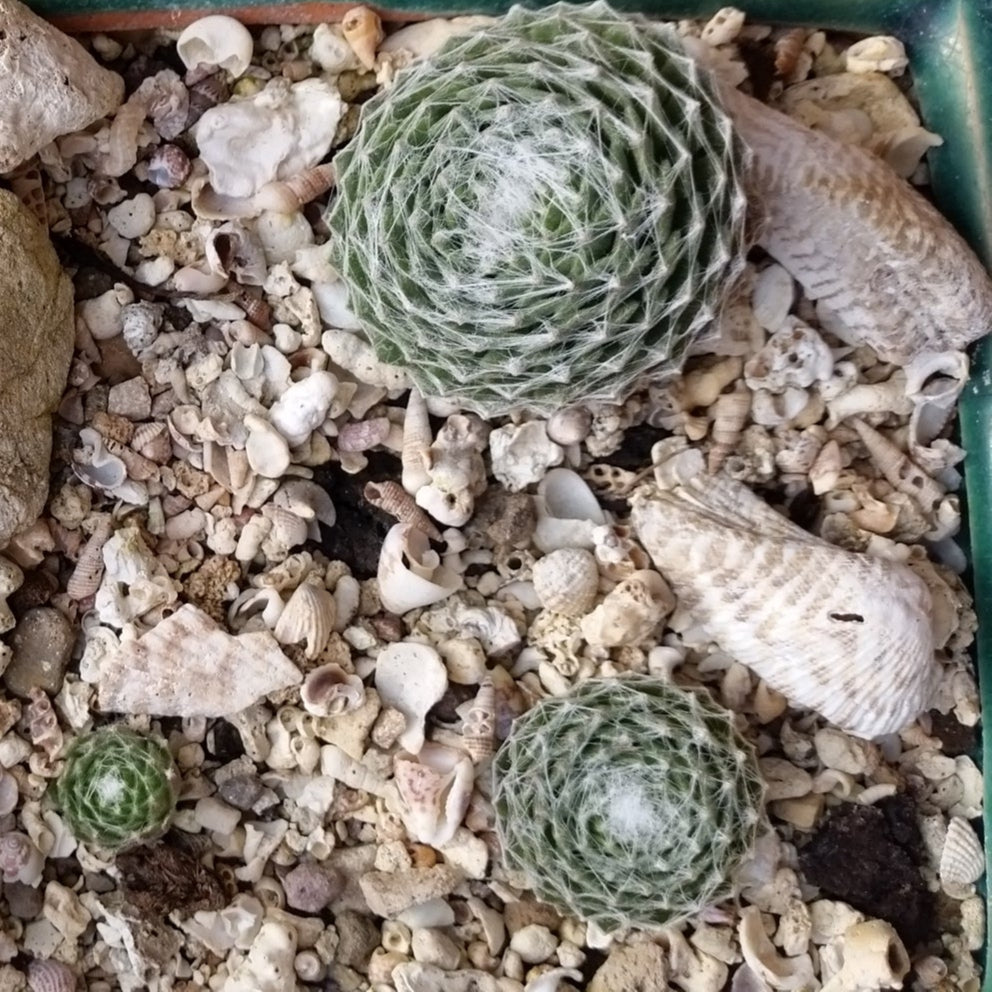 VIVAIMDB-Sempervivum arachnoideum - rosetta del ragno (1 pianta a radice nuda)