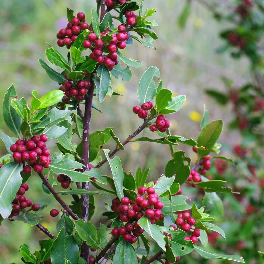 Rhamnus alaternus - alaterno (Alveolo forestale)