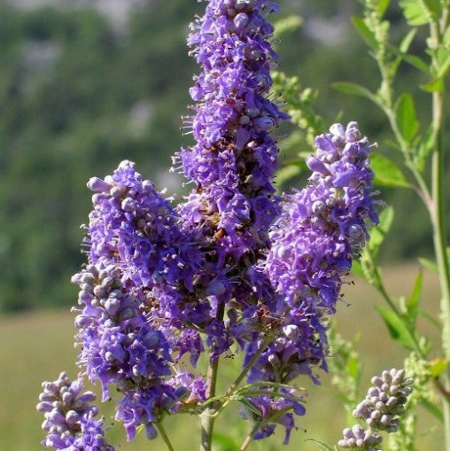 Vitex agnus-castus - Agnocasto (Alveolo forestale)