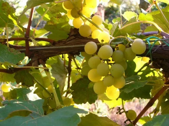 Vitis labrusca cv. "niagara" - Uva Fragola bianca (Alveolo forestale)